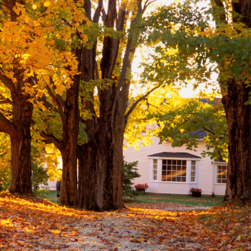 Beautiful home surrounded by fall leaves and trees, preparing for winter.